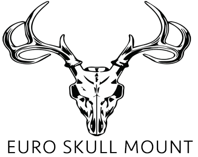 399x317 Euro Skull Mount Hydrographics Skull Cleaning Tanning