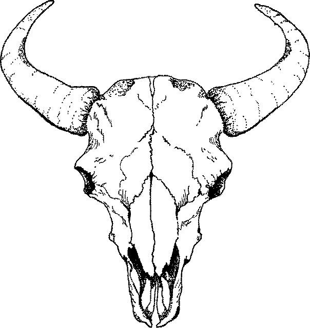 604x640 Bison Skull Clip Art