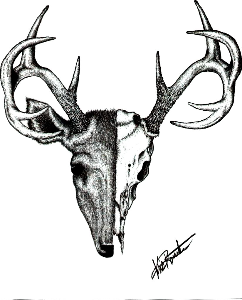 824x1022 Whitetail Deer Antlers Clipart
