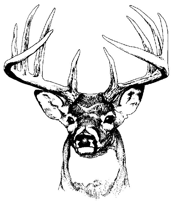 607x697 Whitetail Deer Clipart Schliferaward