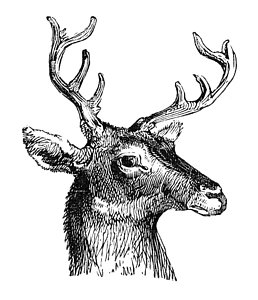 258x300 Deer Antlers Paintings