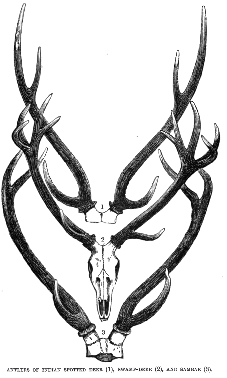 722x1203 Filedeerantlerslyd2.png