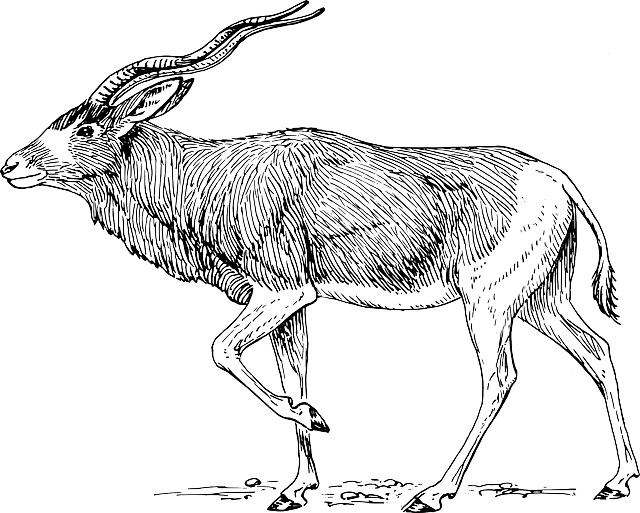 640x513 Free Pictures Antlers