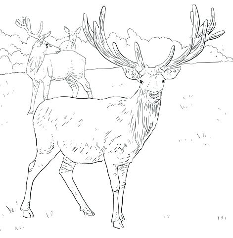 471x480 Hunting Rifle Coloring Pages Lovely Parrot Page Download Print Elk