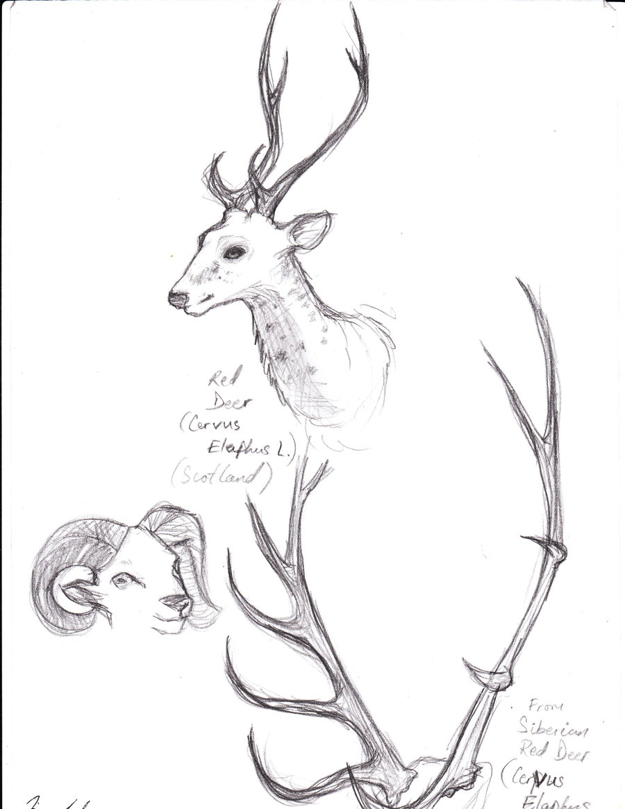 900x1165 Animal Study Deer And Antlers By Efmourn
