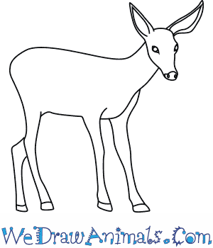 300x350 Crazy Easy To Draw Deer How A Drawing Step By Tutorials For Kids
