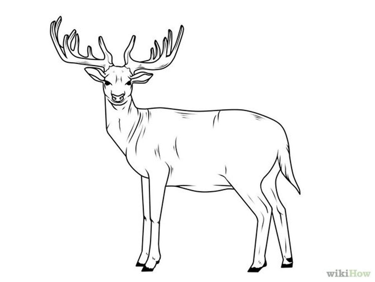 1198x900 Deer Drawing