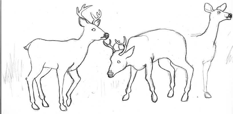 815x400 Holy Karpe Deer Under Stars 1