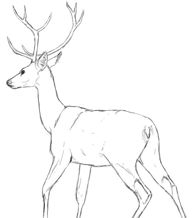 628x696 Pictures Whitetail Deer Drawings To Trace,