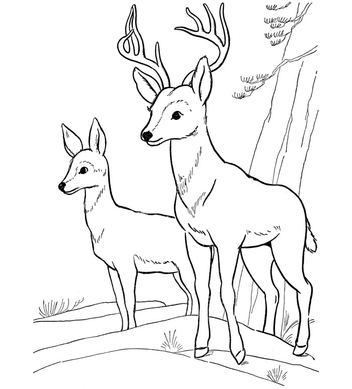 700x772 Valuable Ideas Coloring Pages Draw Deer Coloring Pages Draw
