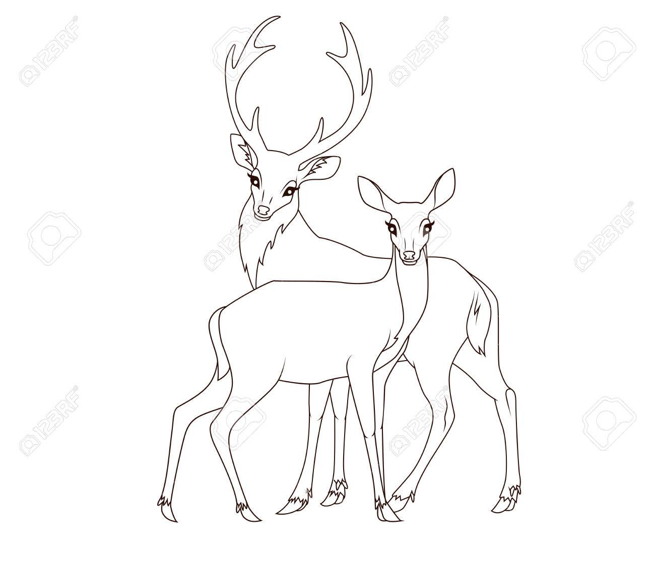 1300x1114 Coloring Book Couple Of Deers Isolated Royalty Free Cliparts