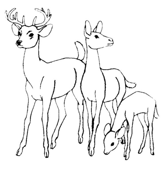 564x601 Coloring Pages Cool Coloring Pages Draw A Deer Baby Page 13