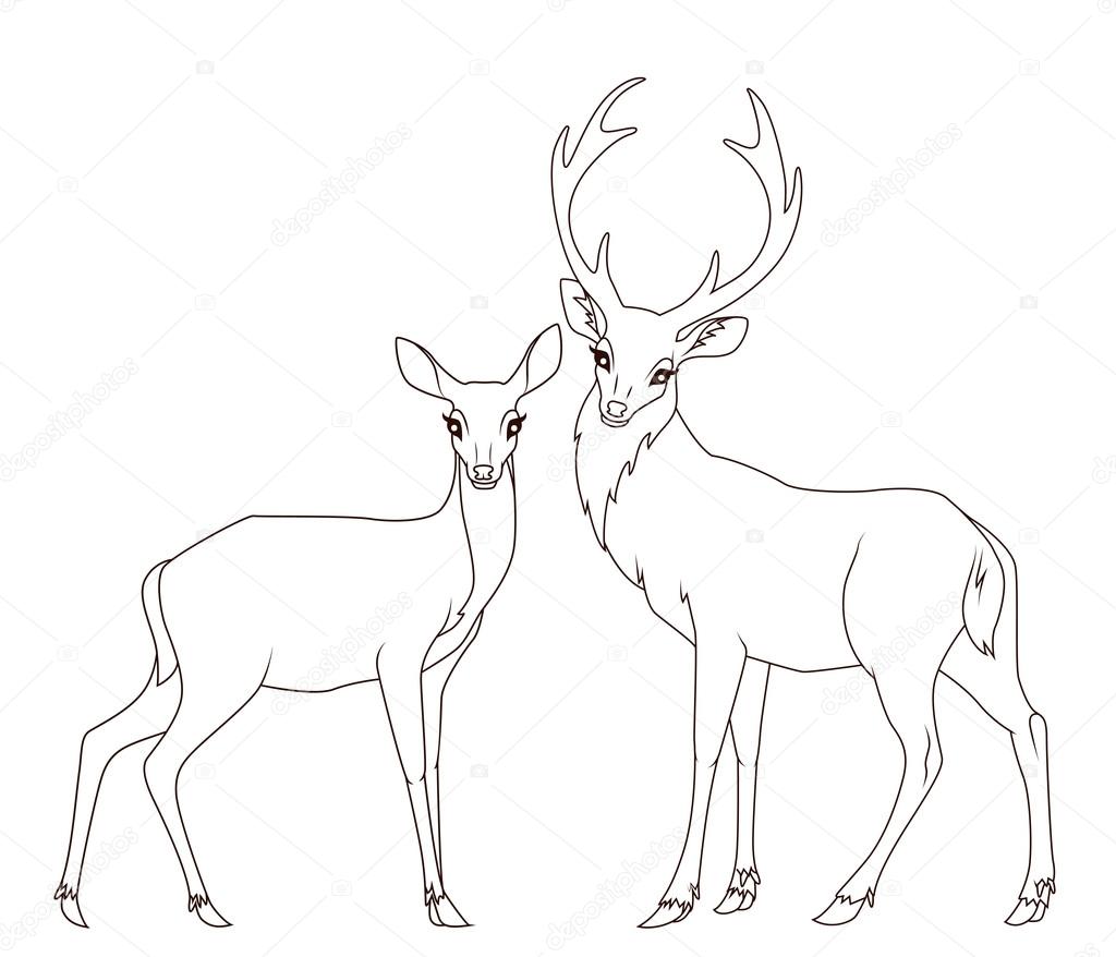 1024x878 Coloring Book Couple Of Deers Isolated Stock Vector