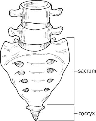 319x404 Sacra Define Sacra