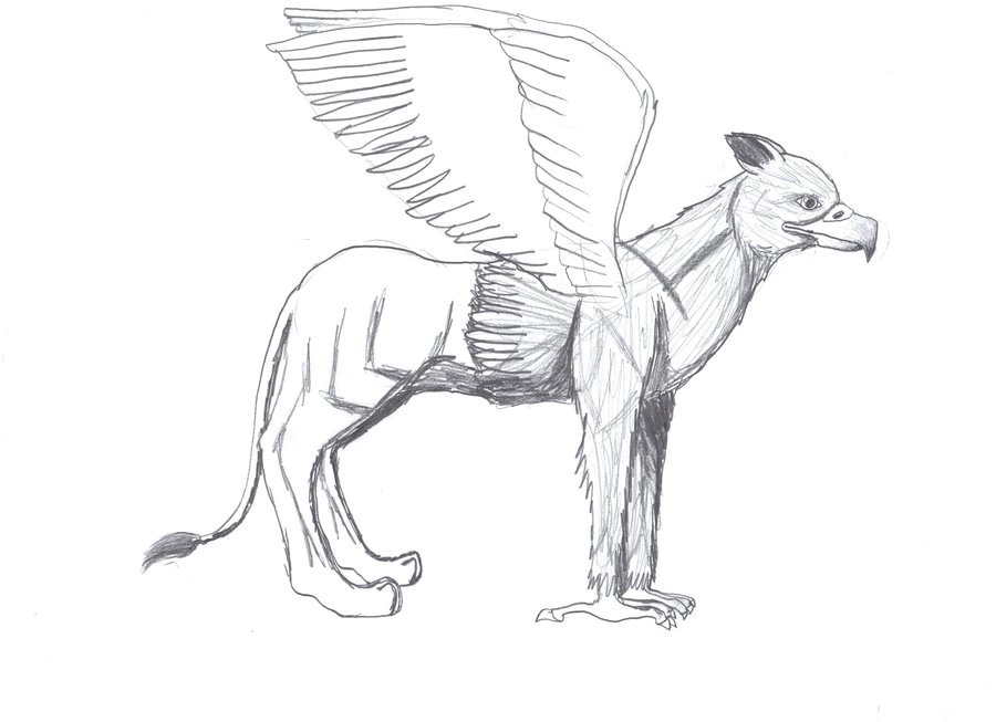 900x653 Griffon Muscle Definition By Immywimmy1