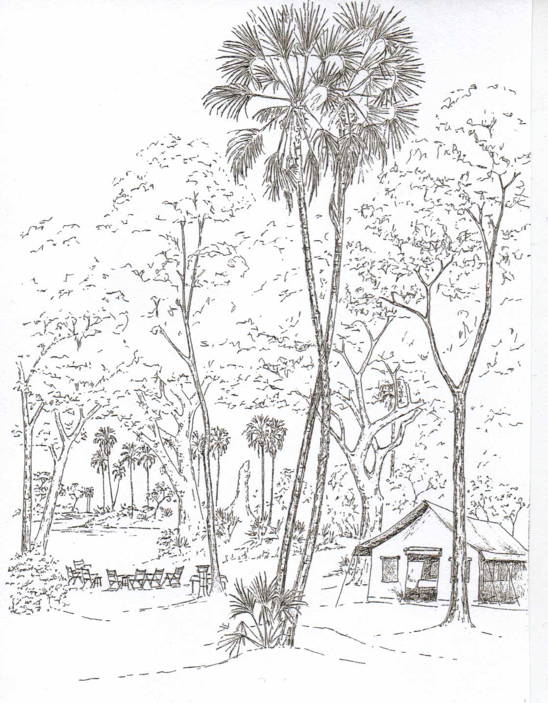 1118x1434 Ride The Wings Of Morning Sketching In The Okavango Delta ~