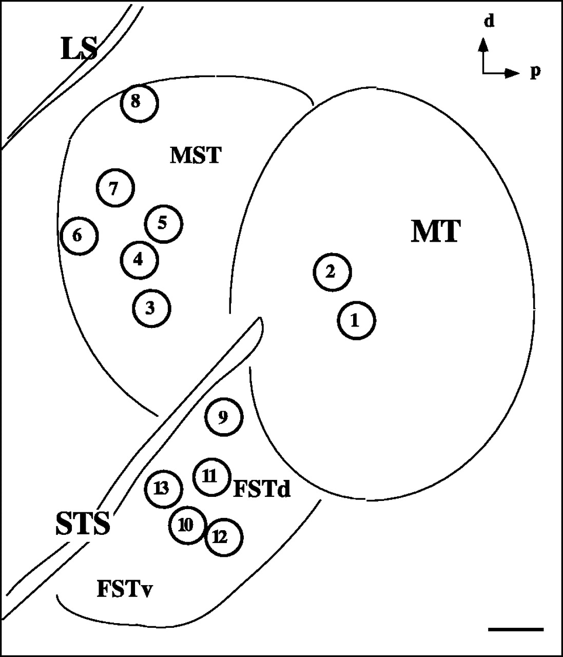 1097x1280 Specificity Of Projections From Wide Field And Local Motion