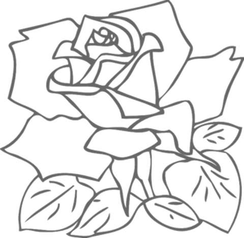 480x467 How To Draw A Rose