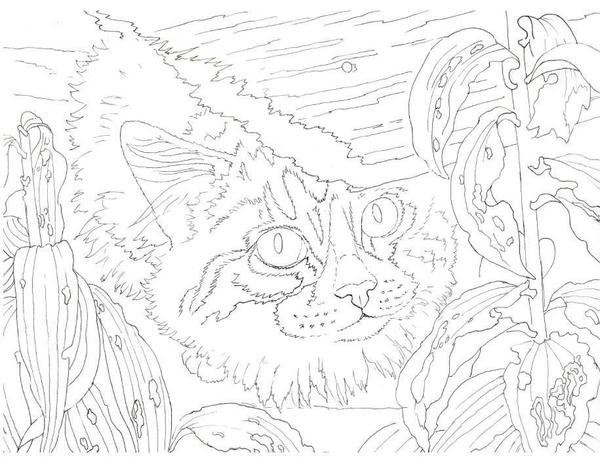 600x461 Peeking Kitten Project Kit