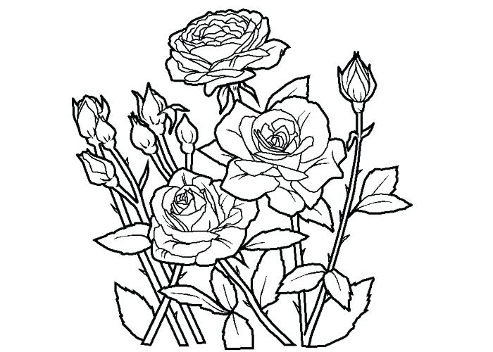 700x500 Rose Coloring Page Best Coloring Pages