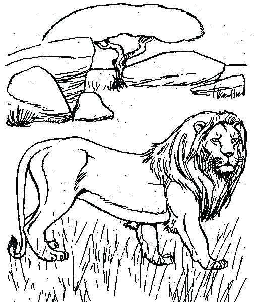 510x600 Desert Animal Coloring Pages Desert Coloring Pages Camel Two Camel