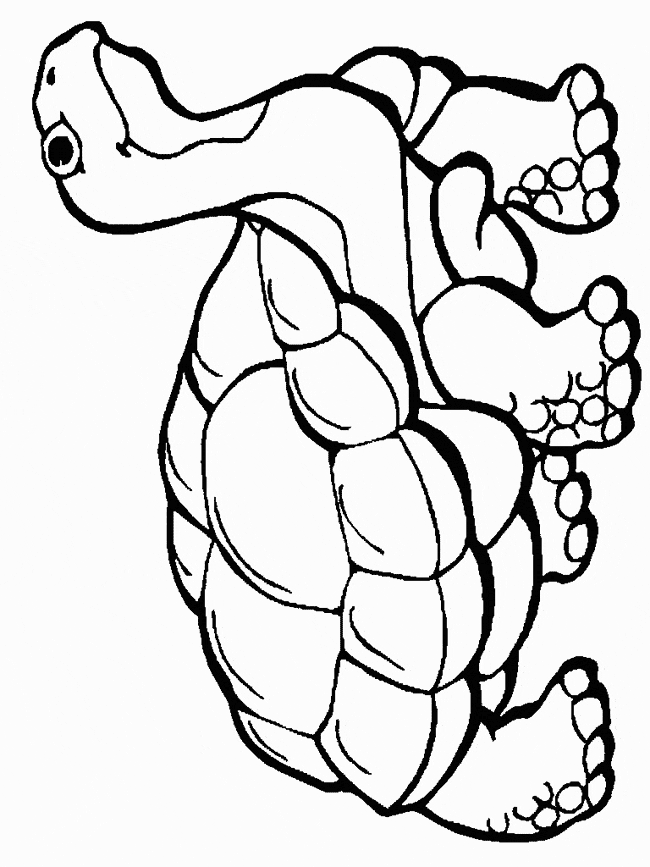 650x867 Desert Tortoise Coloring Page