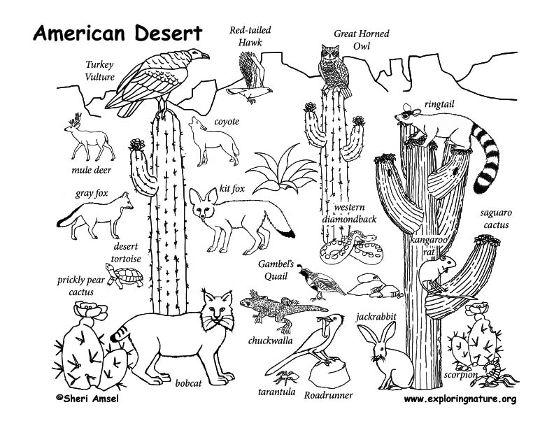 792x612 Draw An American Desert