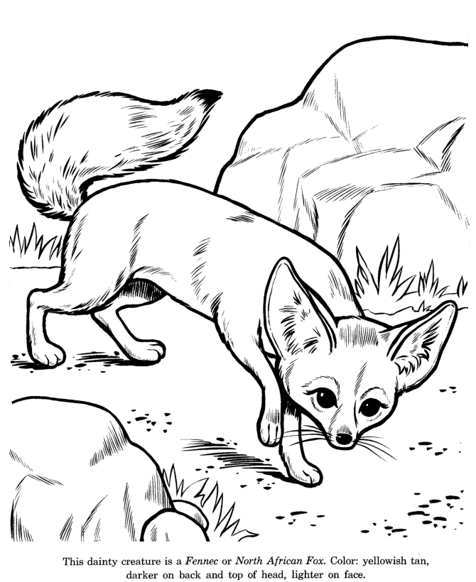670x820 Fennec Fox Coloring Wild Animals Pages Fox