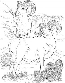 275x349 Image Detail For Desert Bighorn Sheep Coloring Page Super