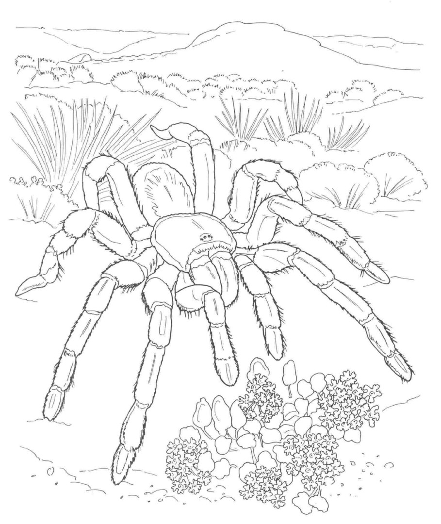909x1080 Desert Animals Coloring Pages Just Colorings