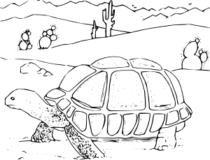 300x229 Coloring Book Desert Tortoise Clip Art