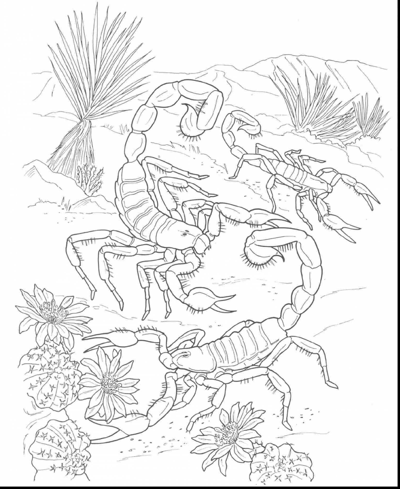 1650x2017 Desert Animal Coloring Pages