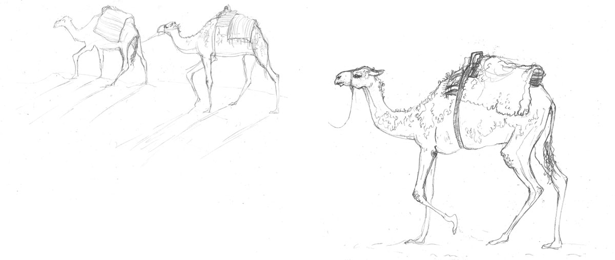 1200x509 Amy Holliday Illustration Tourist Camel Trek Camels Of Tunisia