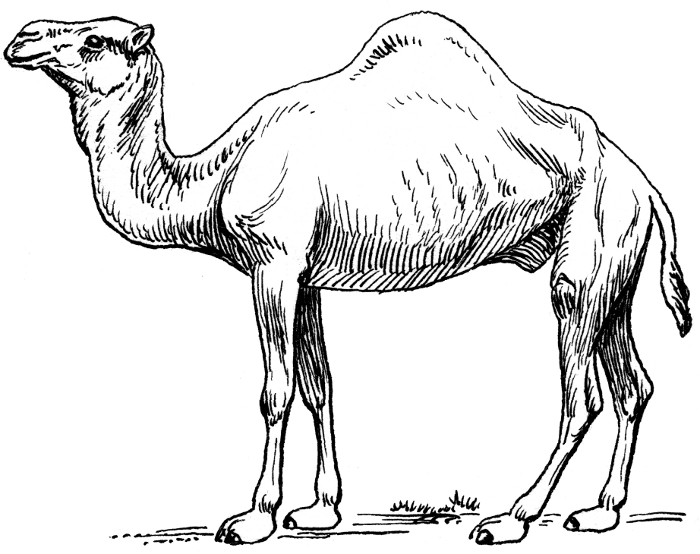 700x554 Sketches Of Camels In The Desert Camel 2 Camel Dromedary 2