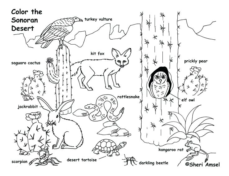 736x568 Desert Animal Coloring Pages Animals Page Des On Animals To Color