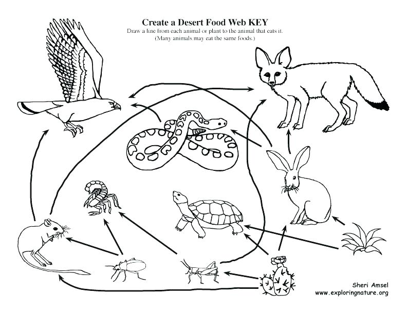 792x612 Food Chain Coloring Page Food Of Desert Coloring Pages Ideas Chain
