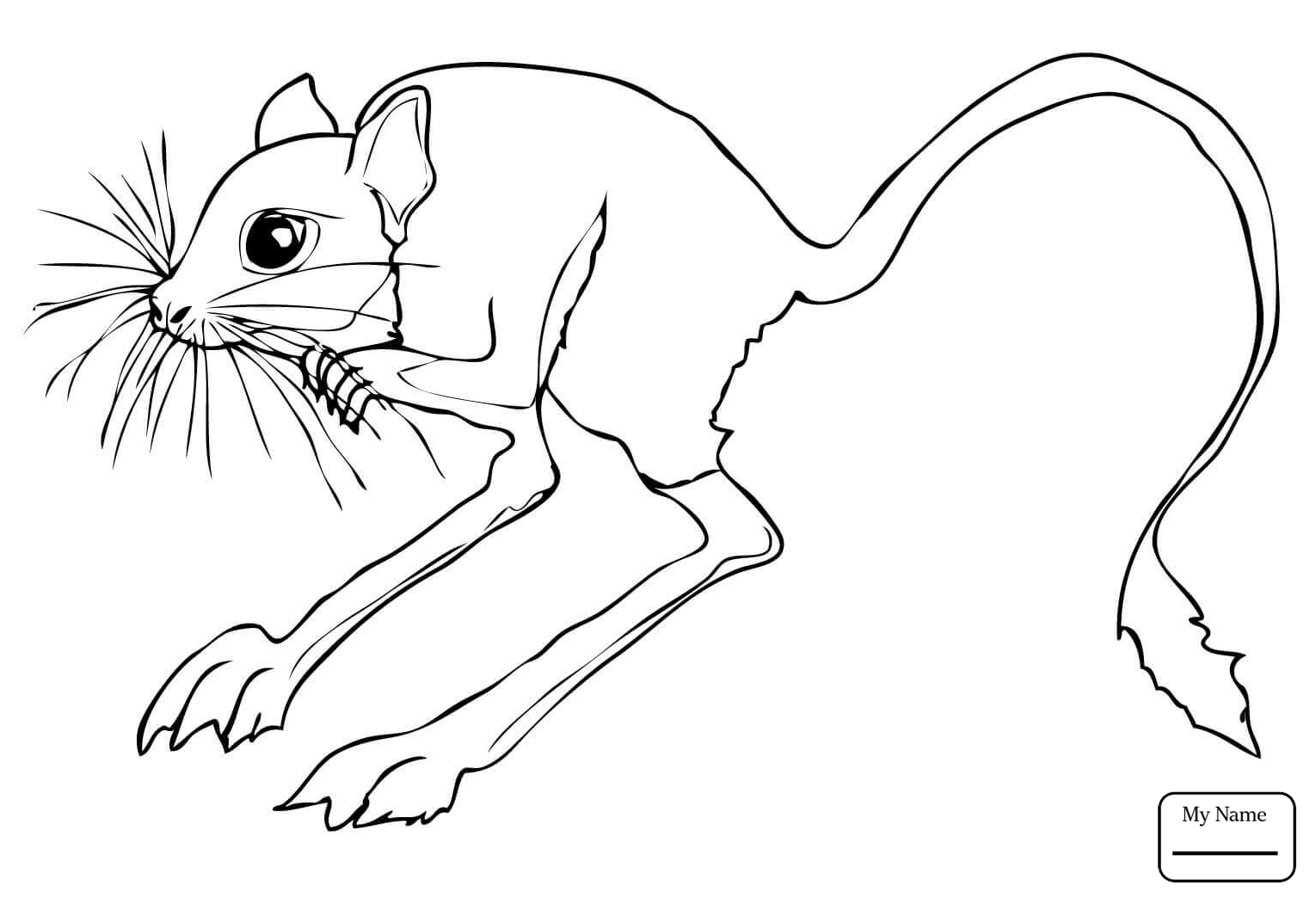 1530x1044 Mammals Jerboas Desert Rodent Jerboa Jerboas Coloring Pages