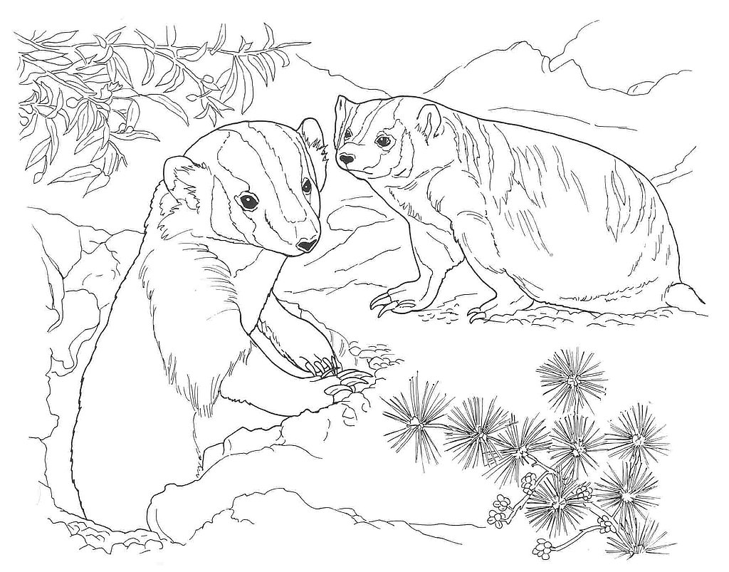 1024x803 Desert Animals Coloring Pages