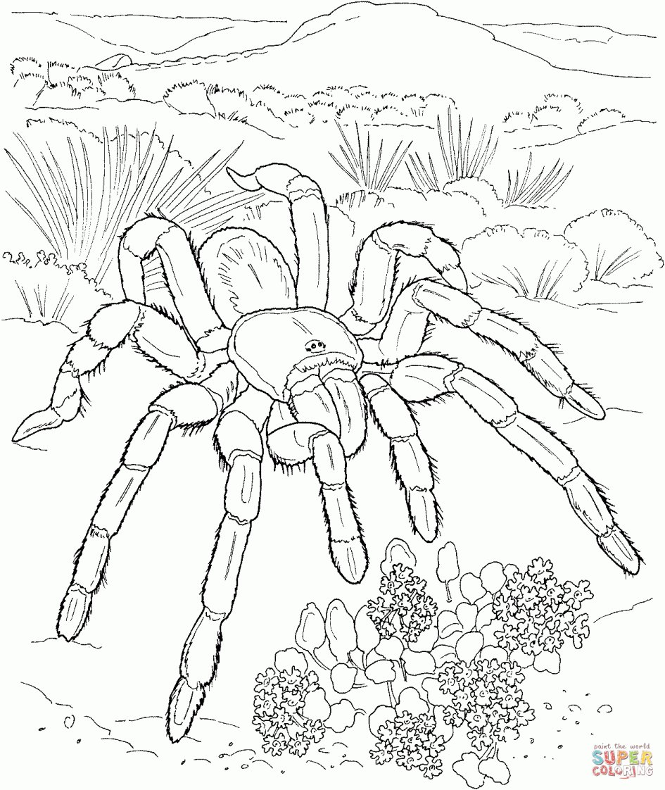 945x1122 Desert Animals Coloring Pictures For Cure Draw Page Printable