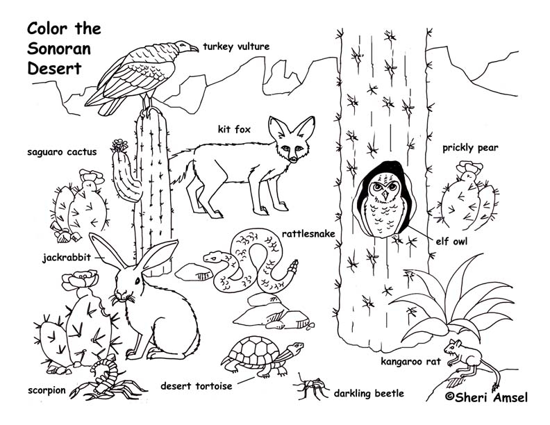 792x612 Desert Plant Coloring Pages Animal Coloring Pages