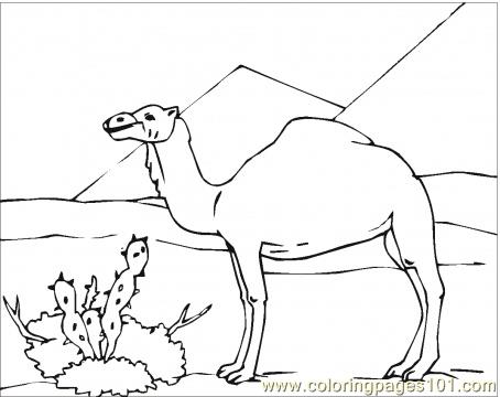 454x360 Camel In Desert Coloring Page