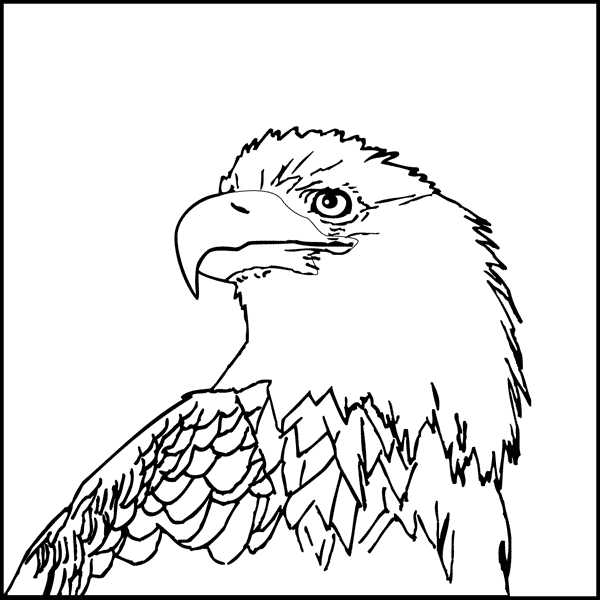 600x600 Rules Of The Jungle Printable Pictures Of Bald Eagle