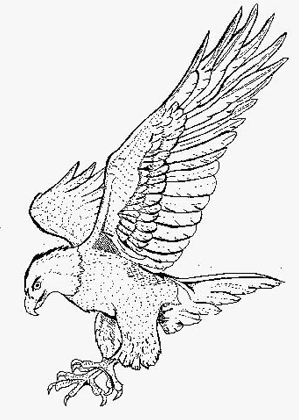 600x842 Smooth Landing Bald Eagle Coloring Page