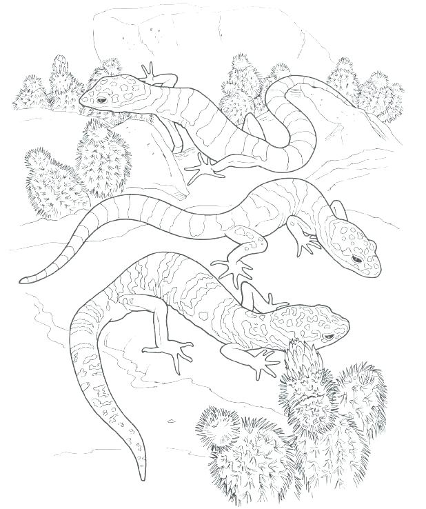 618x738 Desert Animals Coloring Pages Murs