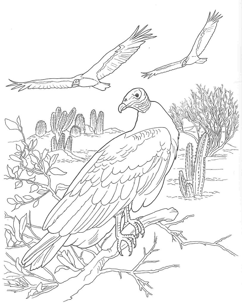 813x1024 Desert Scene Coloring Pages File Name Desert Animals Coloring