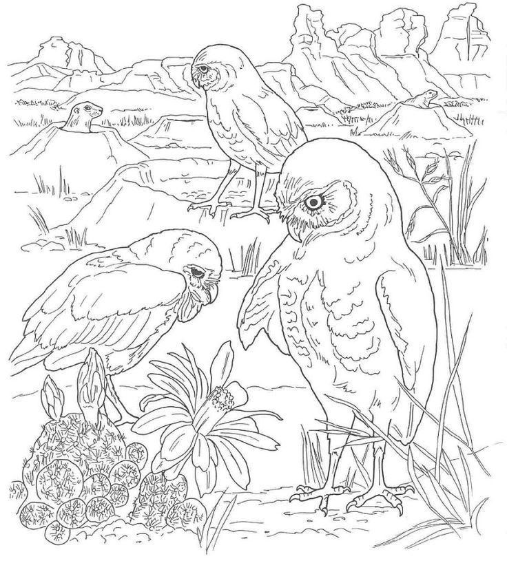736x818 30 Best Desert Theme Images On Adult Coloring