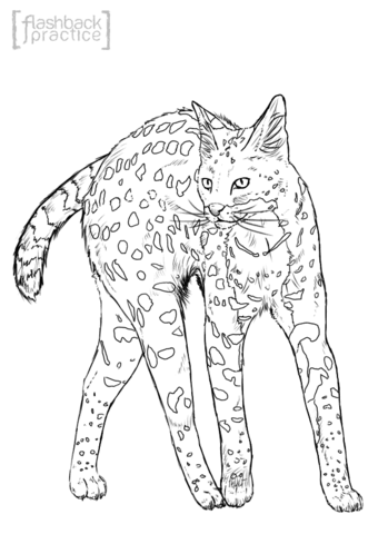 349x480 Realistic Serval Coloring Page Free Printable Coloring Pages
