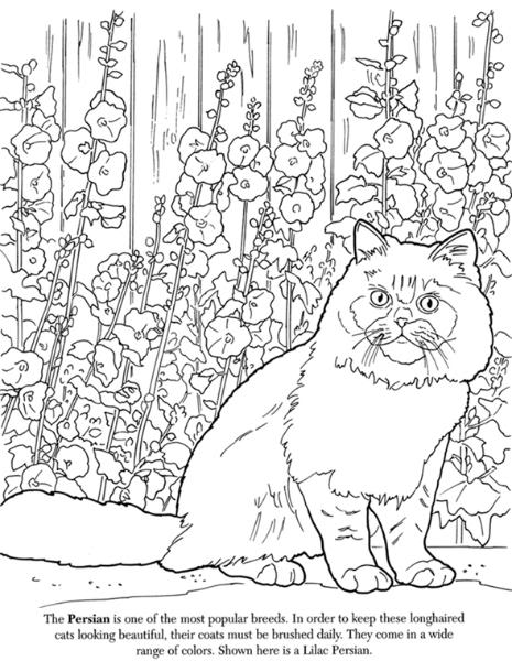 465x600 Cat Coloring Pages Colouring Adult Detailed Advanced Printable