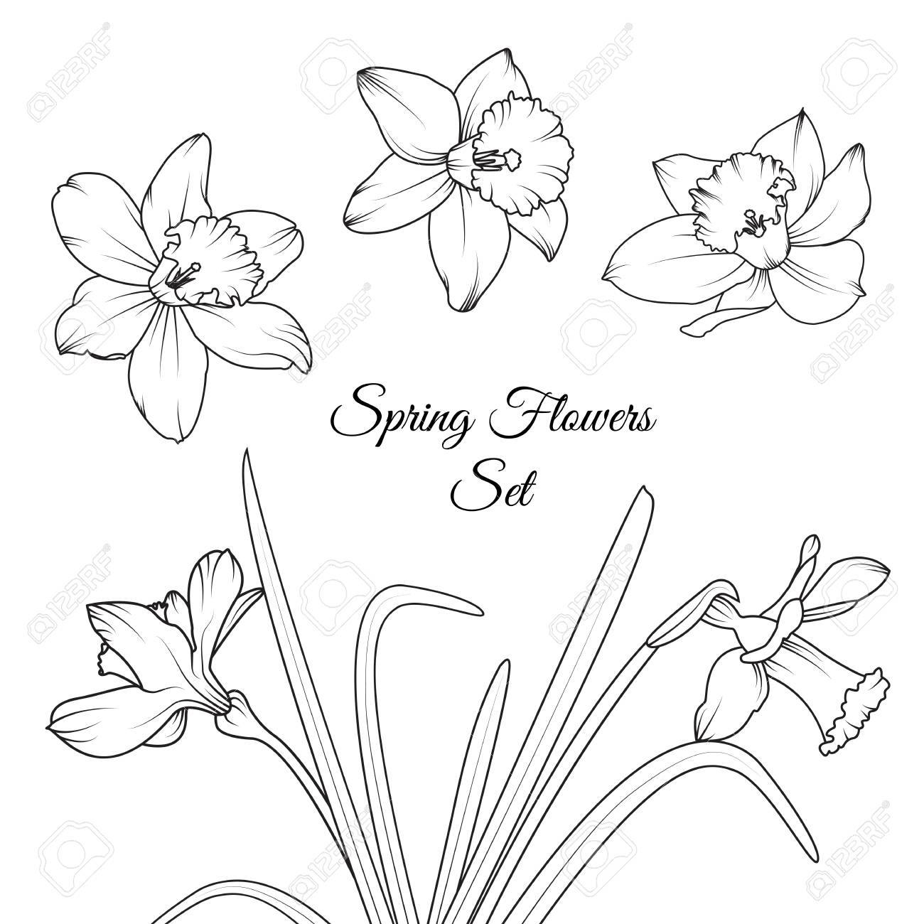 1300x1300 Narcissus Daffodil Spring Flowers Reusable Isolated Elements
