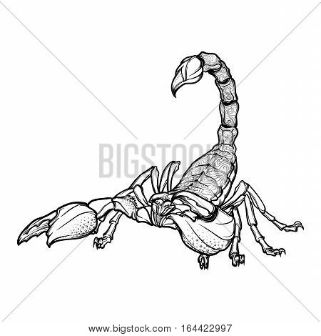 450x470 Detailed Realistic Scorpio Drawing Vector Amp Photo Bigstock